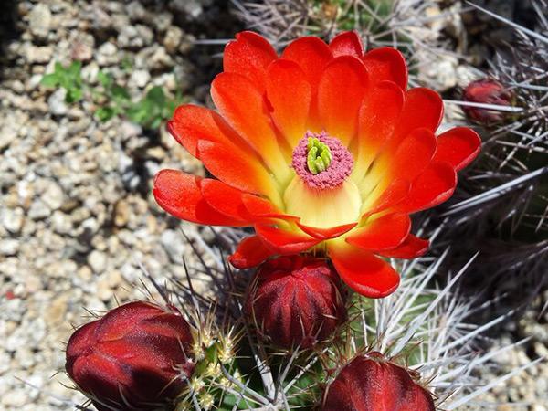 carefree desert garden red cactus flower